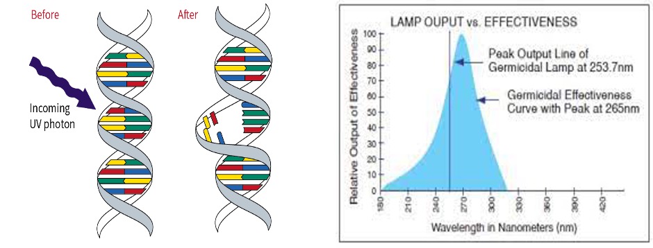 Find out how harnessing the power of the right wavelength can effectively kill viruses. Learn more about the science behind it and enhance your defense against harmful pathogens. Discover our range of wavelength-based virus elimination products and solutions.
